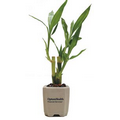 4-Shoot Lucky Bamboo Plant in Ceramic Pot & Marbles